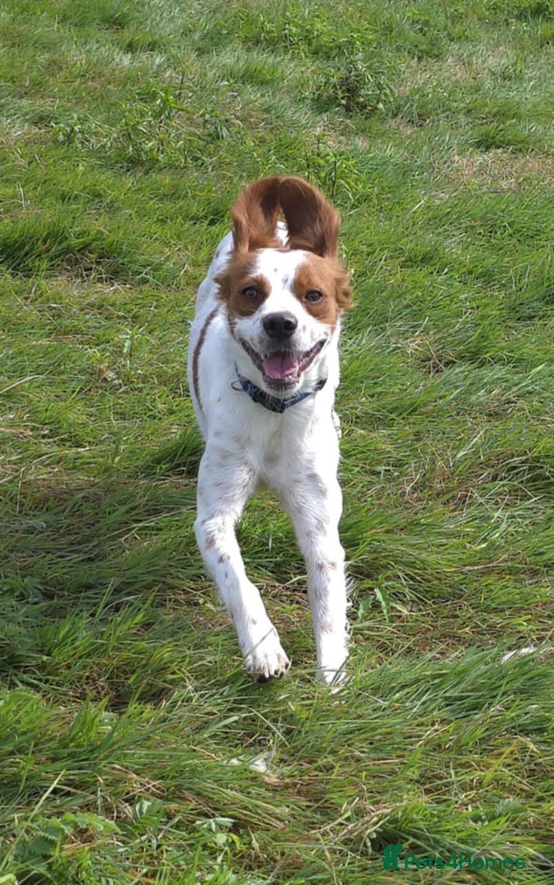 Brittany Spaniel dogs for adoption: Danny is a lovely  boy looking for the best home  - Image 9