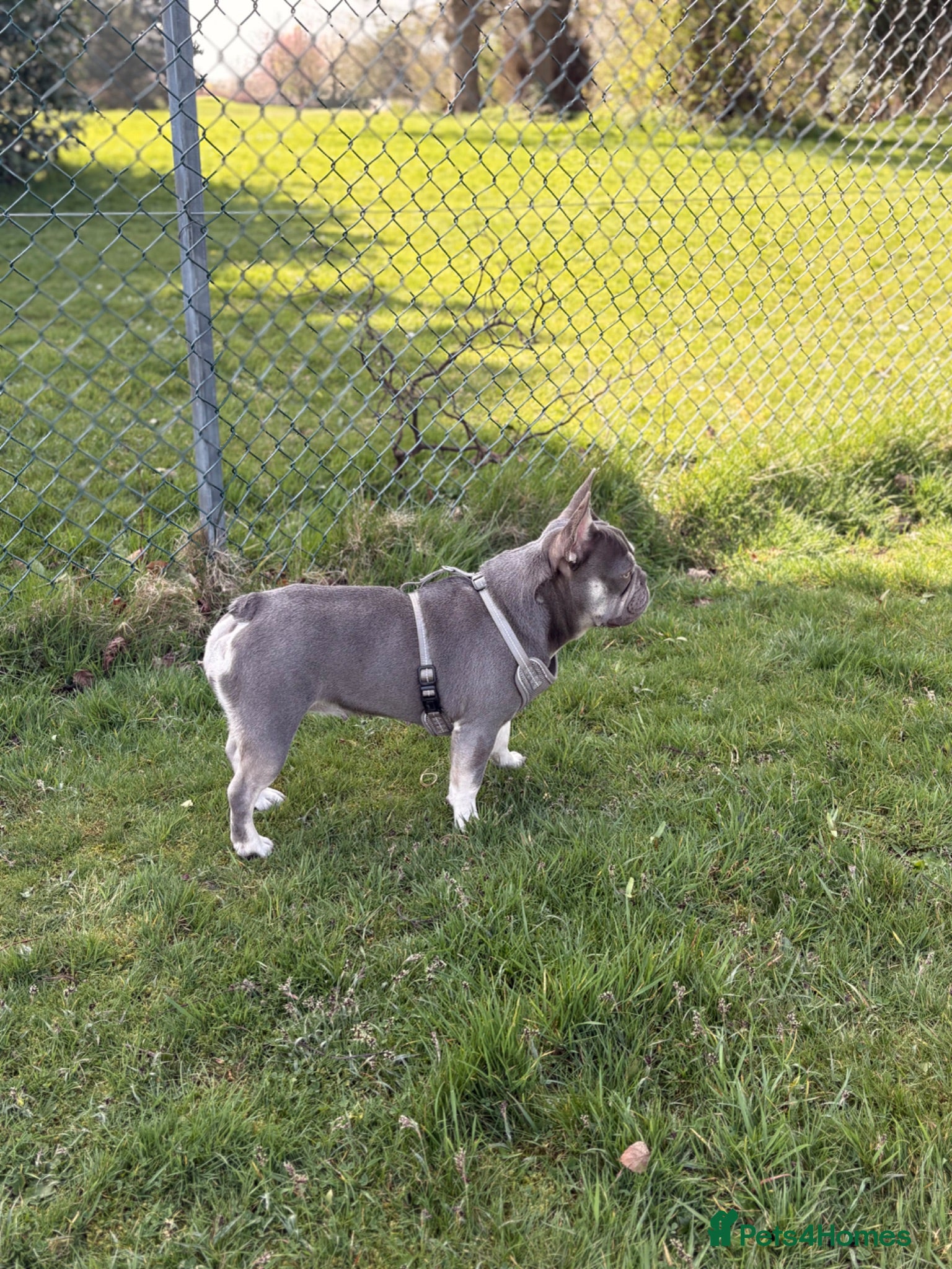 French Bulldog dogs Full pedigree female French bull dog  - Advert 1