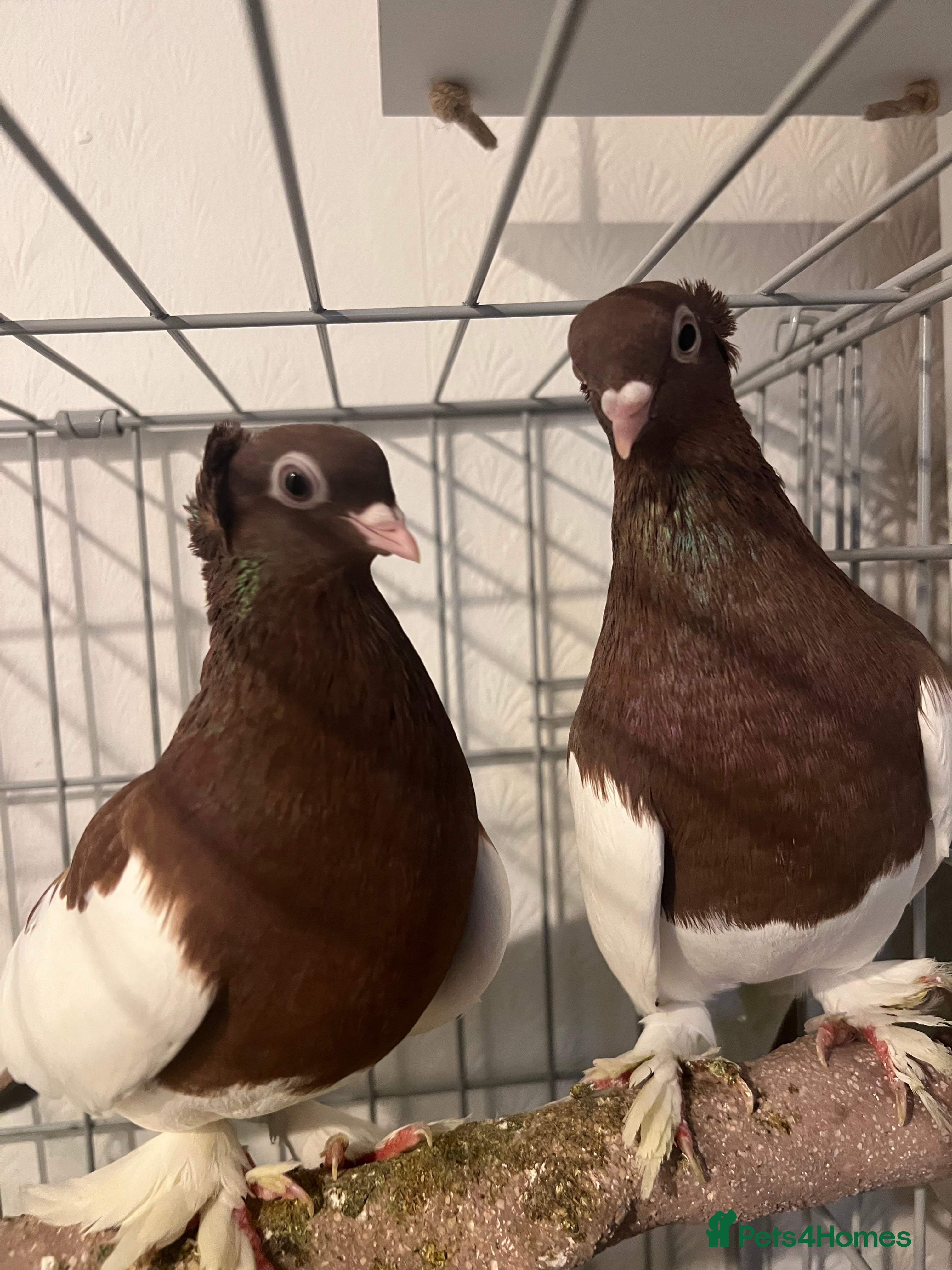 Pigeons birds Gorgeous Pigeon pair with cage.  - Advert 1