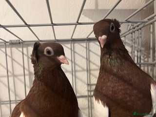 Pigeons birds Gorgeous Pigeon pair with cage. - Advert 1