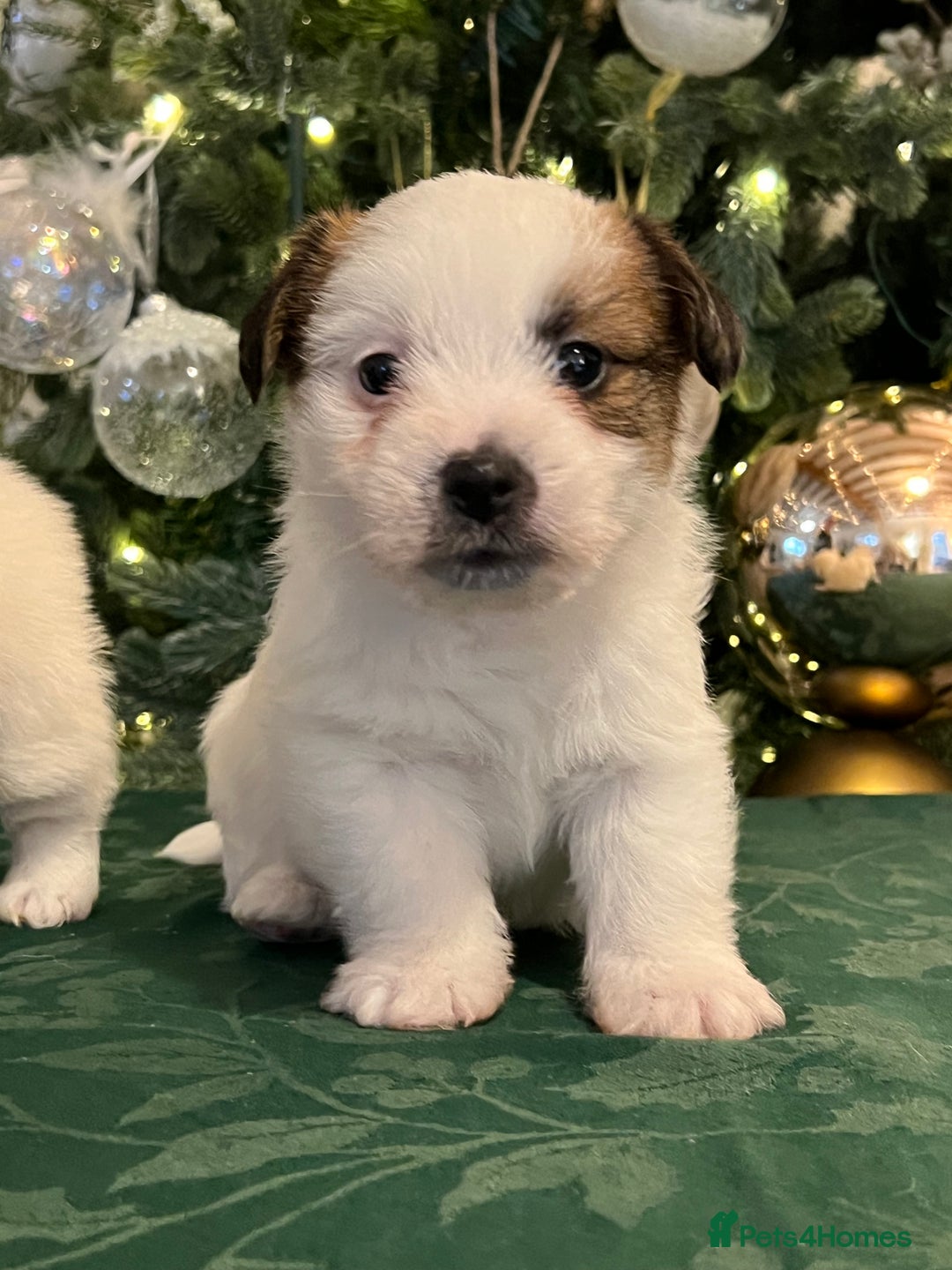 Jack Russell dogs for sale: KC registered rough coated JR pups - Advert 21