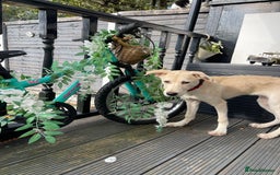 Mixed Breed dogs for sale: Husky and Labrador mix breed (Haskador) - Image 17