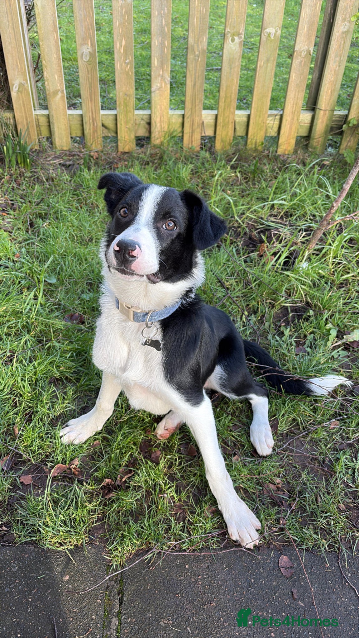 Border Collie dogs Border Collie looking for his new forever home - Advert 7