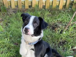 Border Collie dogs Border Collie looking for his new forever home - Advert 7