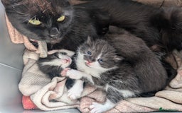 Mixed Breed cats for sale: Three kittens - Image 4