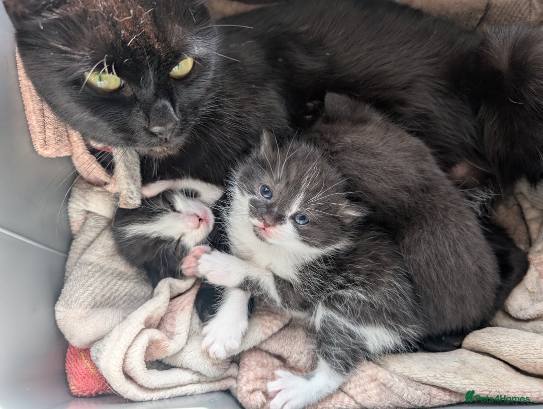 Mixed Breed cats for sale: Three kittens - Image 4