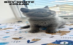 British Shorthair cats for sale: British Shorthair kittens - Image 5