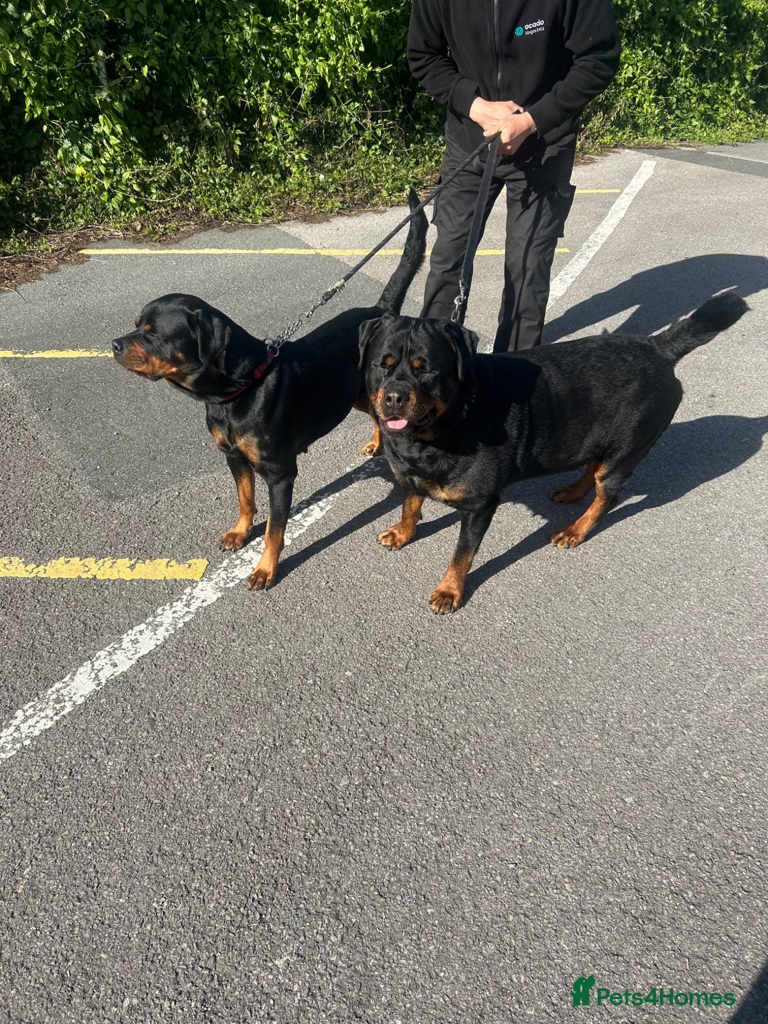 Rottweiler dogs 6 MONTH BOY ROTWEILLER  - Advert 1