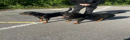 Rottweiler dogs for sale: 6 MONTH BOY ROTWEILLER  - Advert 1