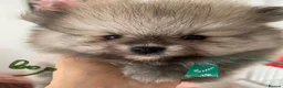 Pomeranian dogs for sale: Gorgeous Pom Puppies  - Advert 34