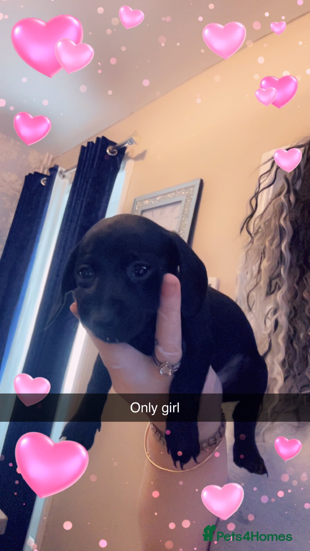 Miniature Dachshund dogs for sale: Beautiful miniature dachshunds  - Advert 11