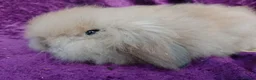 Mini Lion Lop rabbits for sale: Mini lion head lop  - Advert 16