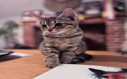 Bengal cats for sale: Incredibly friendly Bengal X Ragdoll - Advert 2