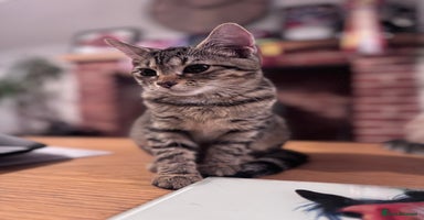 Bengal cats - Advert 5