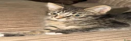 Mixed Breed cats for sale: Beautiful little ones - Advert 4