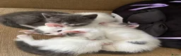 Mixed Breed cats for sale: 1 Beautiful Kitten Looking for her Forever home  in Southampton - Advert 8