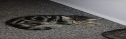 Mixed Breed cats for sale: beautiful kitten - Advert 2