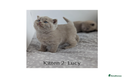 British Shorthair cats for sale: British Shorthair Kittens Lilac, Lilac Cream GCCF  - Image 1