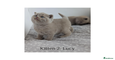 British Shorthair cats - Advert 6