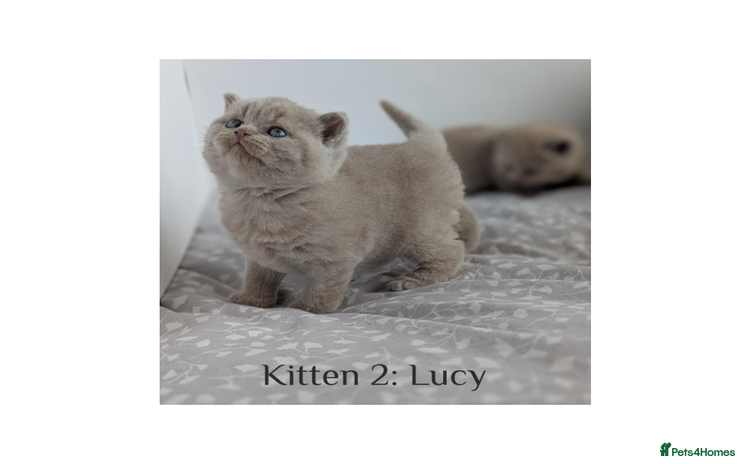 British Shorthair cats - Advert 1