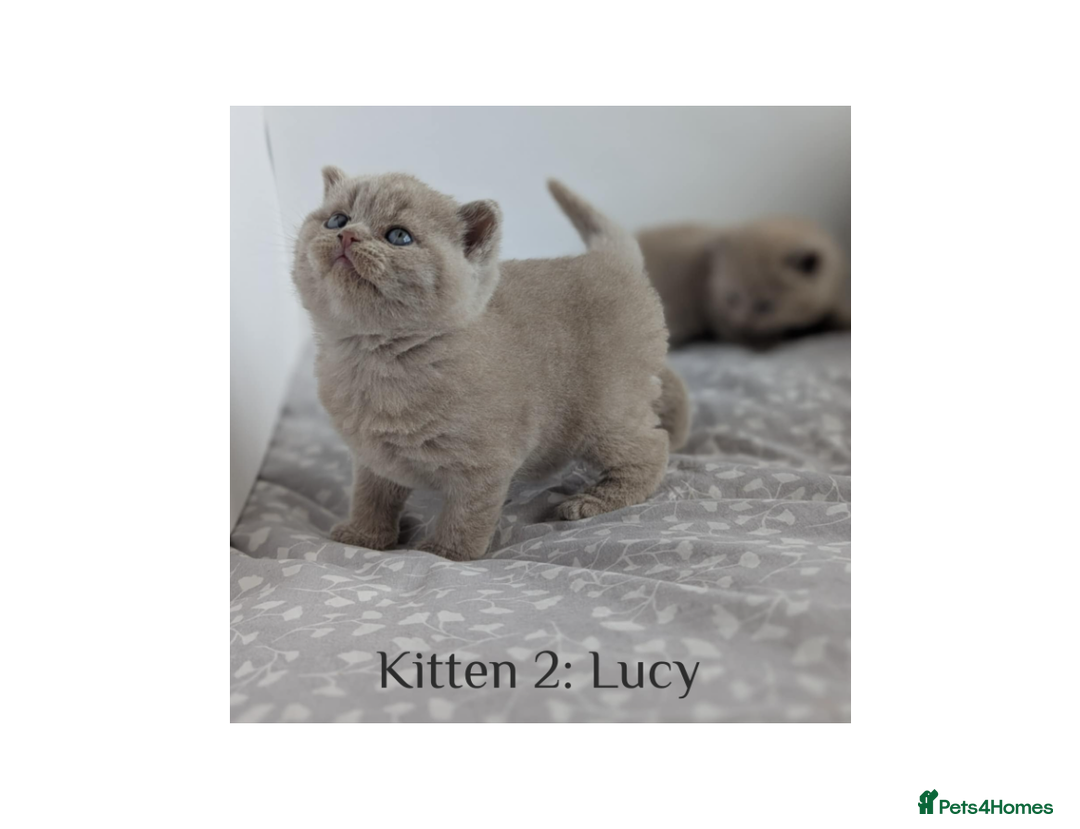 British Shorthair cats for sale: British Shorthair Kittens Lilac, Lilac Cream GCCF  - Image 1