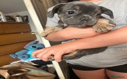 French Bulldog dogs for sale: French bull dogs  - Image 5