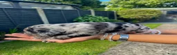 Mixed Breed dogs for sale: One of a kind mixed breed - Advert 5