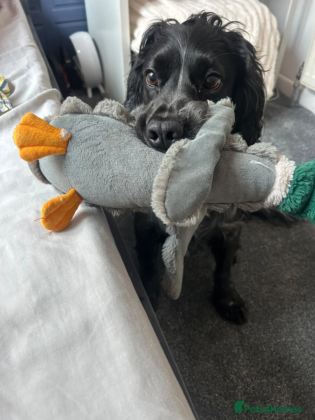 Cocker Spaniel dogs for stud: 🐾 VINNY – HANDSOME COCKER SPANIEL STUD 🐾   in Barnsley - Advert 2