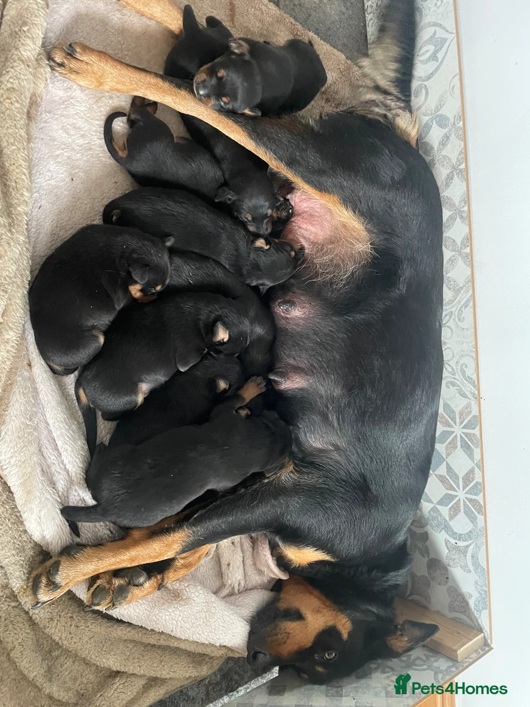 Huntaway dogs for sale: Huntaway x border collie pups  - Advert 2