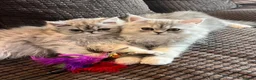 Persian cats for sale: 6 affectionate full Persian kittens ready now - Advert 1