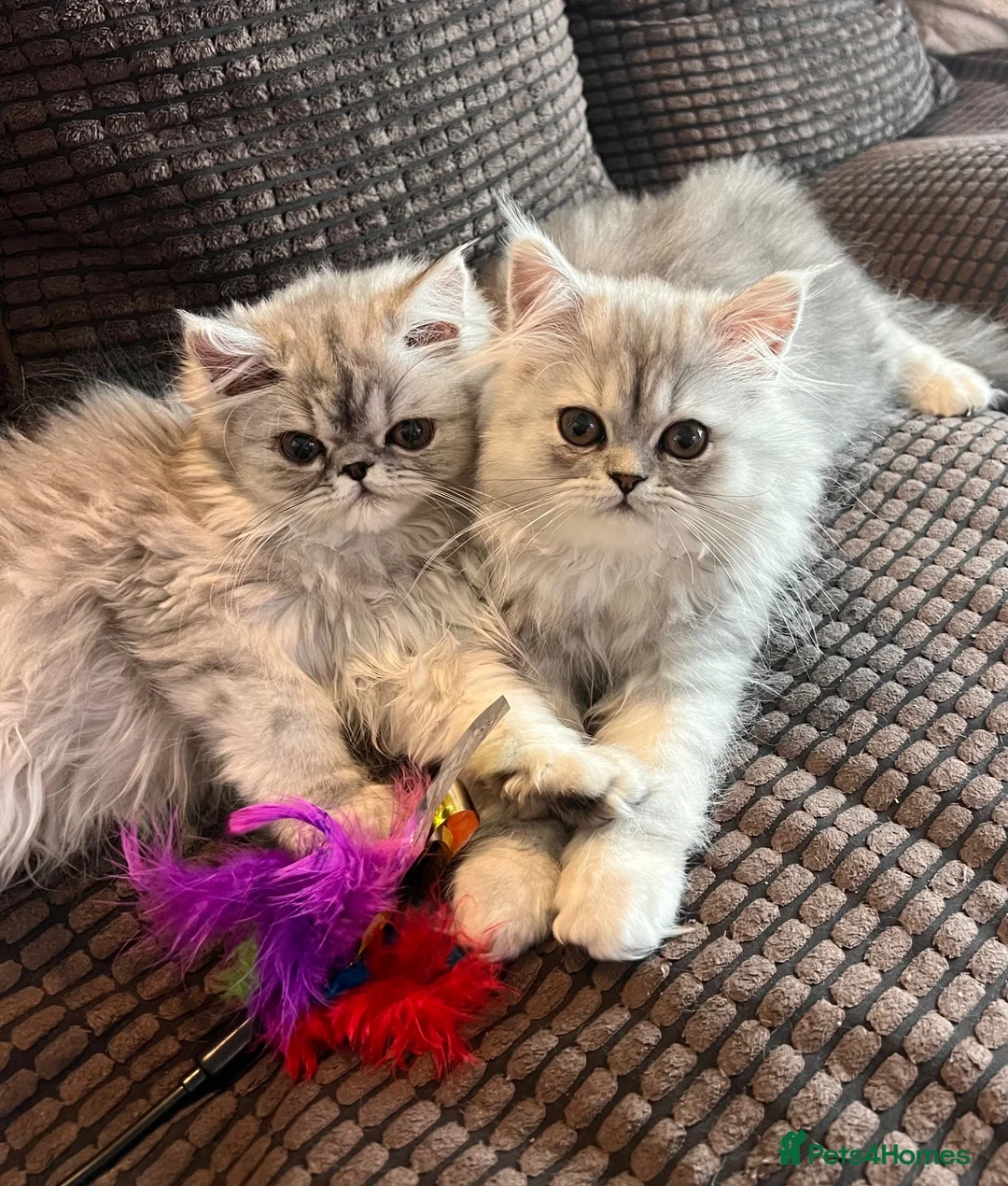 Persian cats for sale: 6 affectionate full Persian kittens ready now - Advert 1