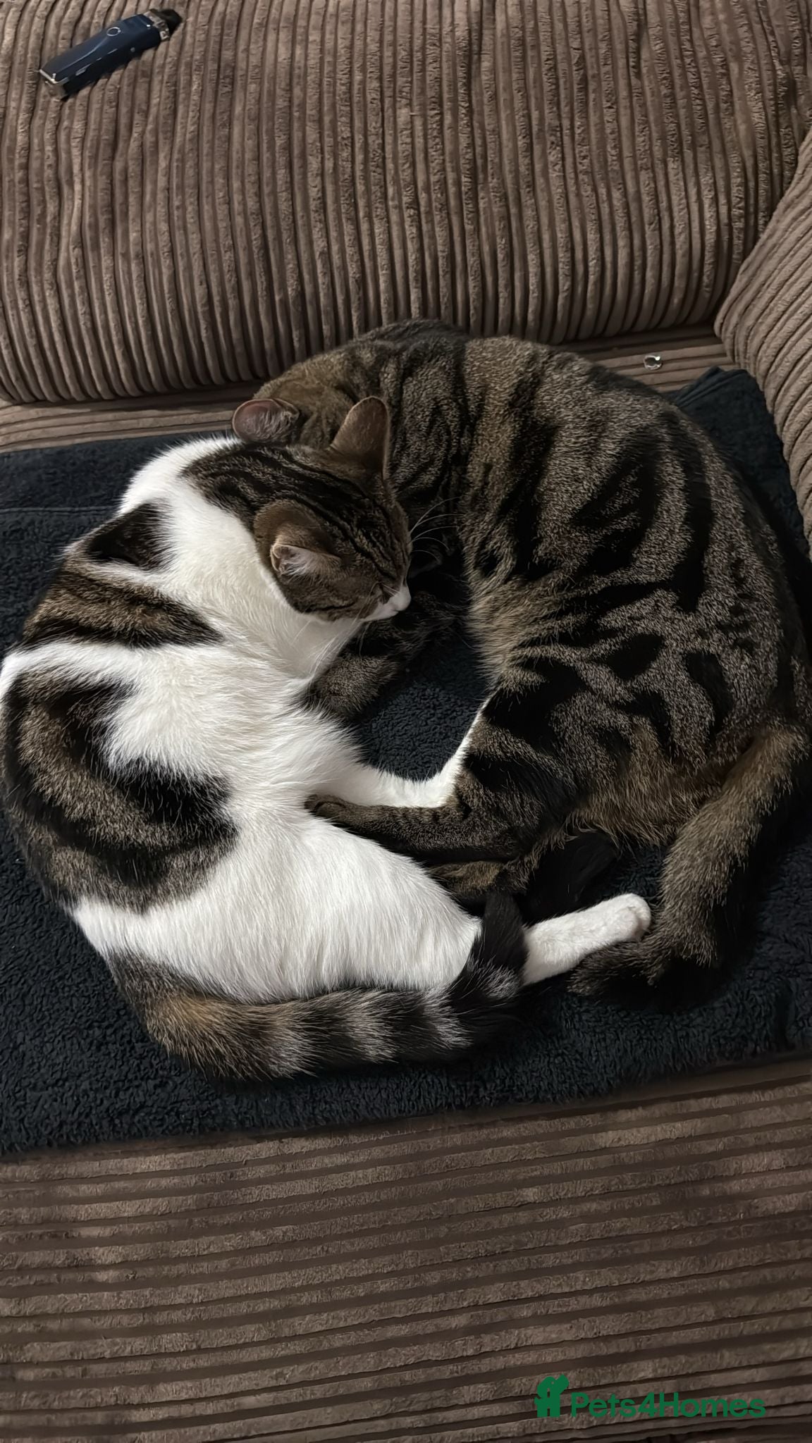 British Shorthair cats Male and Female 1 year old cats.  - Advert 3