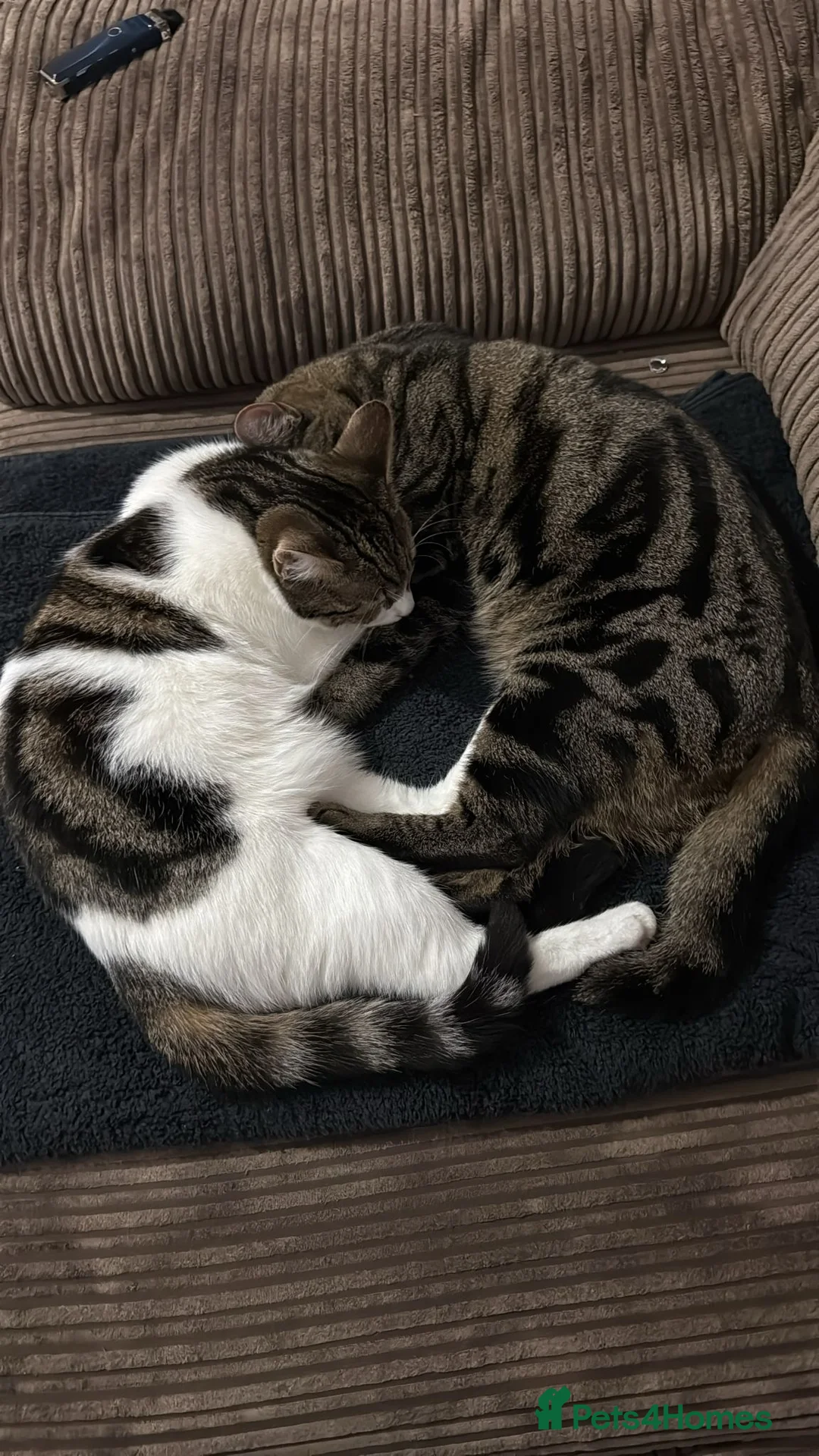 British Shorthair cats for sale: Male and Female 1 year old cats.  in Bristol - Advert 1