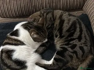 British Shorthair cats Male and Female 1 year old cats. - Advert 4