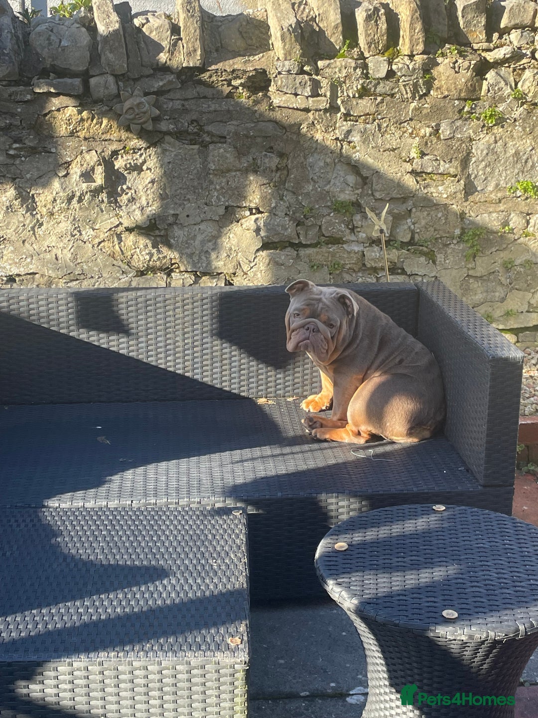 English Bulldog dogs for sale: Beautiful fullsuit litter of perfection 😃  - Image 8