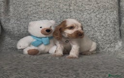 Cocker Spaniel dogs for sale: Ready Now! KC Show Type Cocker Spaniel Pups  - Image 27