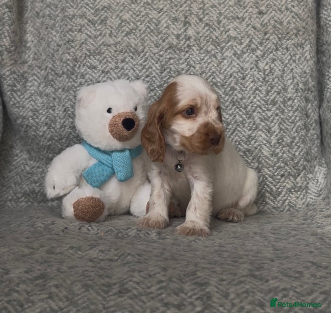 Cocker Spaniel dogs for sale: Ready Now! KC Show Type Cocker Spaniel Pups  - Image 27