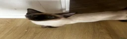 Siamese cats for sale: Beautiful chocolate Siamese girl - Advert 3