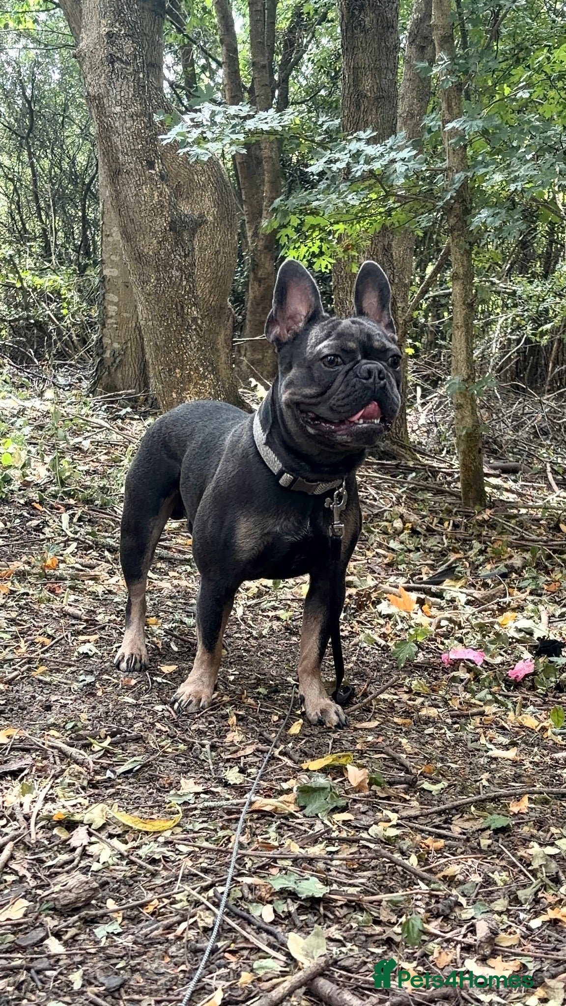 French Bulldog dogs Caesar  - Advert 2