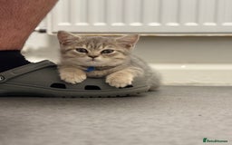 British Shorthair cats for sale: BSH Kitten Bean - Image 39