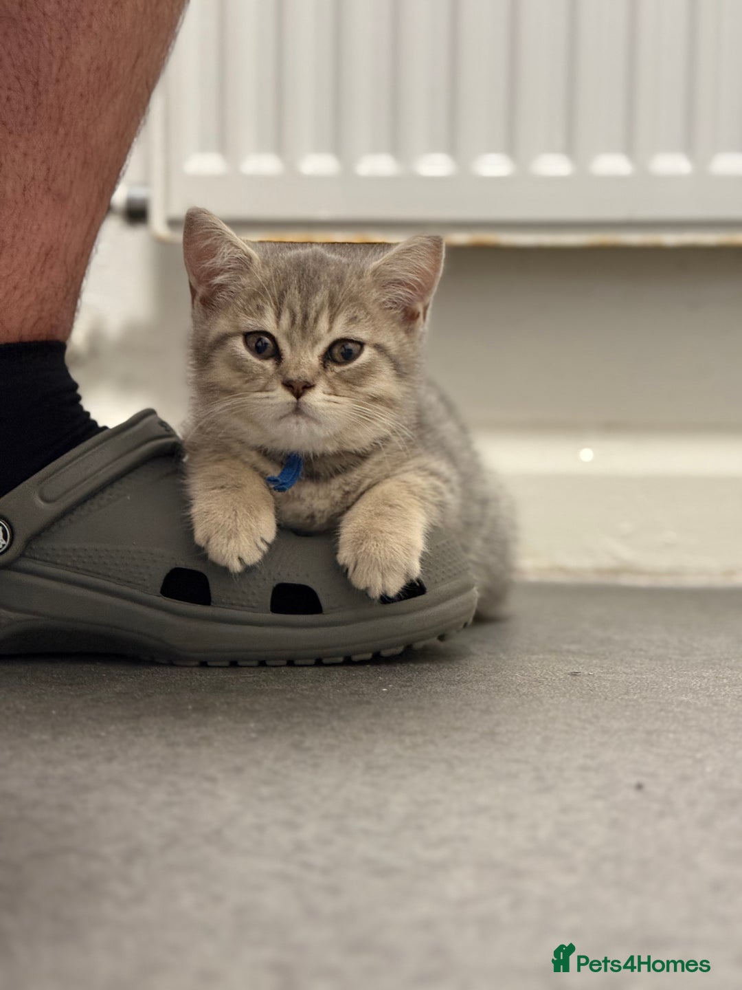 British Shorthair cats for sale: BSH Kitten Bean - Image 39