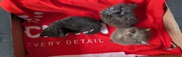 British Longhair cats for sale: Beautiful British Shorthair & Longhair Kittens 🐾 - Advert 7