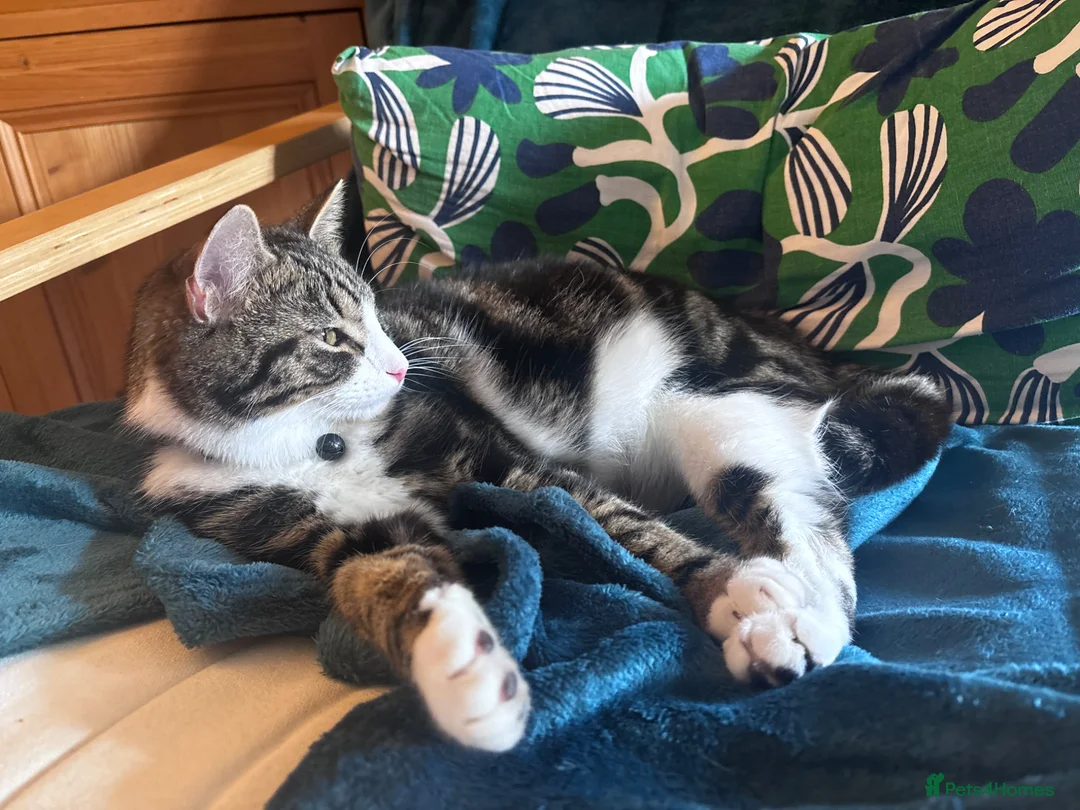 British Shorthair cats for sale: 5 beautiful kittens for sale  in Thatcham - Advert 1