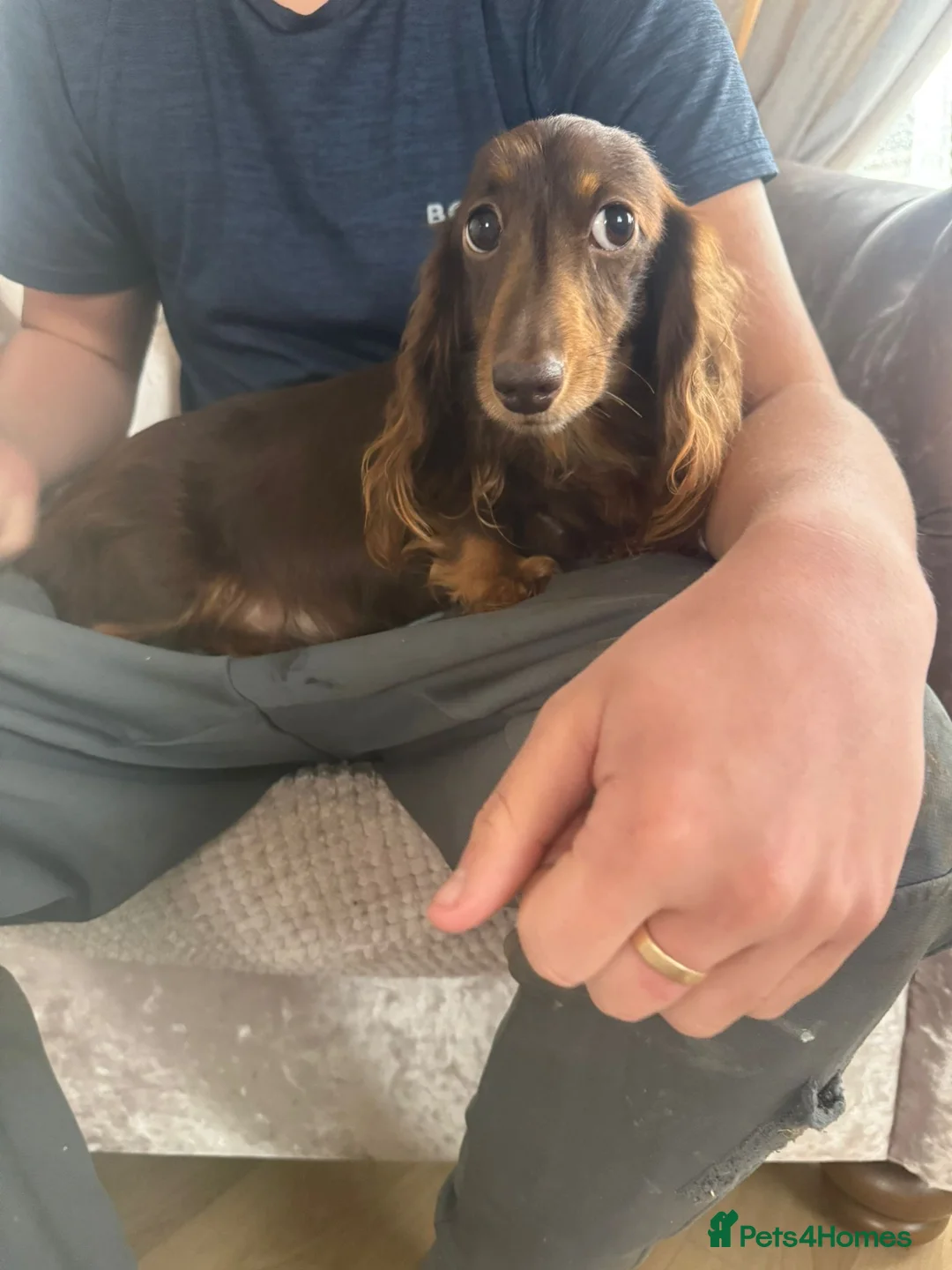 Miniature Dachshund dogs for sale: Long hair mini dachshund  in Pulborough - Advert 7