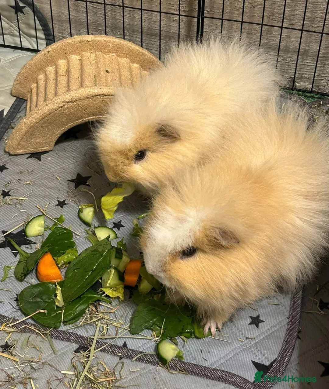 Guinea Pig rodents for sale: Male Swiss Guinea Pigs x2 in Cwmbran - Advert 1