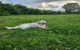 Golden Retriever dogs for sale: Lovely Golden Retriever puppies ❤️  - Image 5