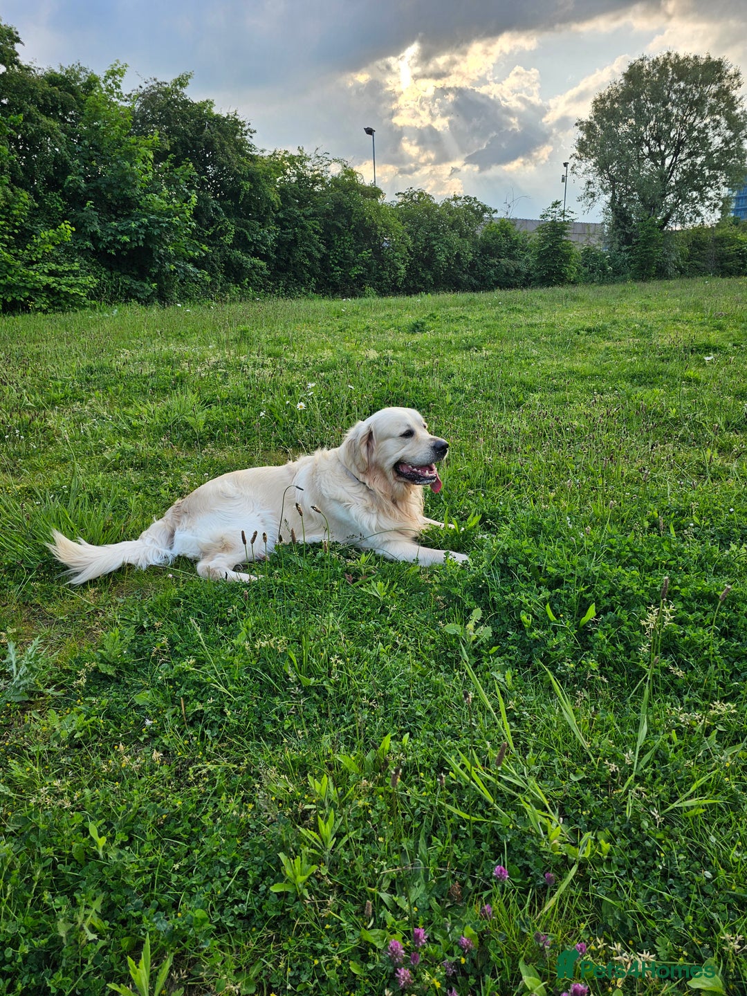 Golden Retriever dogs for sale: Lovely Golden Retriever puppies ❤️  - Image 5