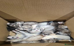 Ferret rodents for sale: Top Quality Ferret kits - Standard and Semi Micro - Image 9