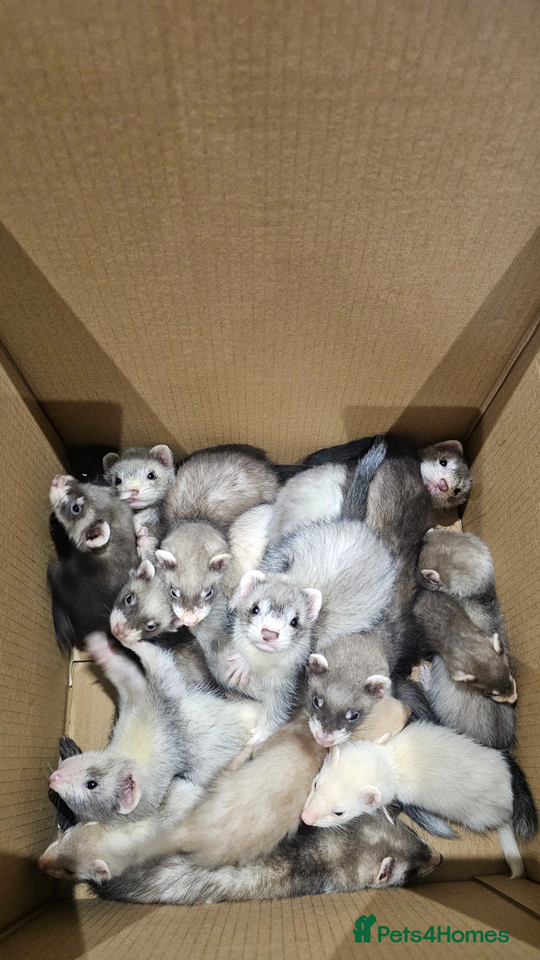 Ferret rodents for sale: Top Quality Ferret kits - Standard and Semi Micro - Image 9