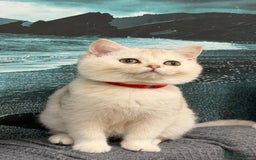 British Shorthair cats for sale: Stunning BSH golden/silver Kittens TICA - Advert 3